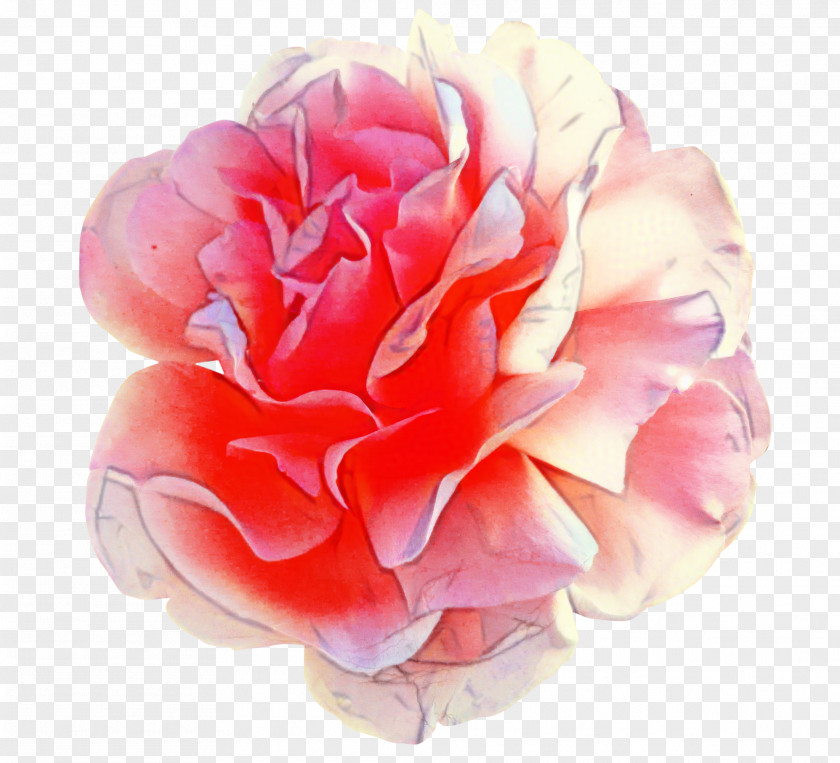 Perennial Plant Hybrid Tea Rose Watercolor Pink Flowers PNG