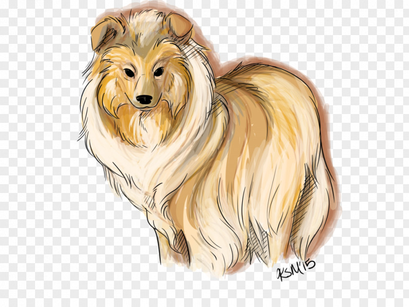 Rough Collie Dog Breed Companion Drawing PNG