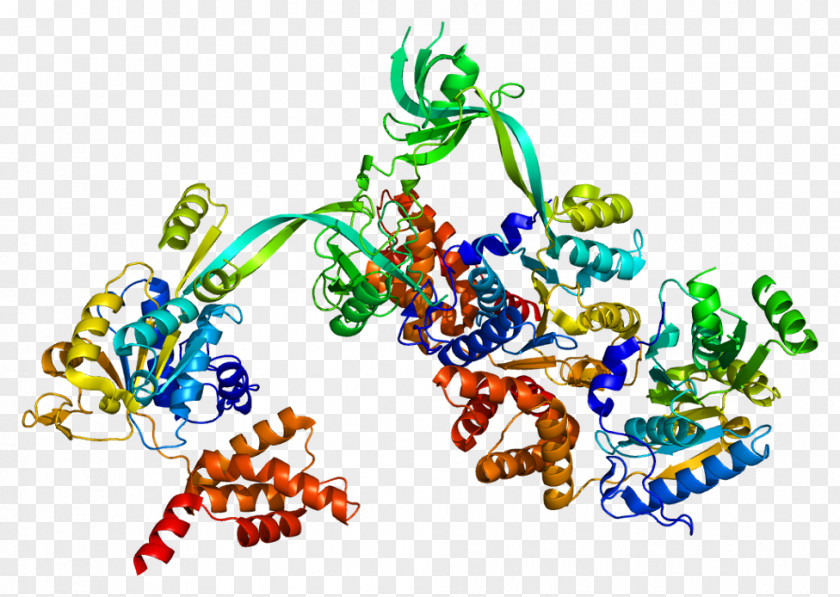 RuvB-like 1 Histone Nucleosome Protein RUVBL2 PNG