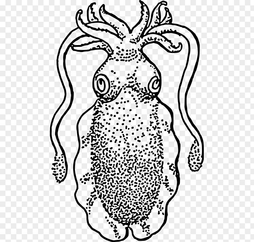 Underwater Creatures Squid Cuttlefish Drawing Clip Art PNG