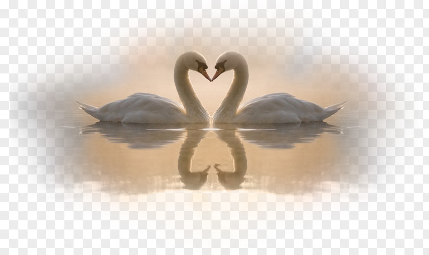 White Swan Desktop Wallpaper Bird Interpersonal Relationship Drawing PNG