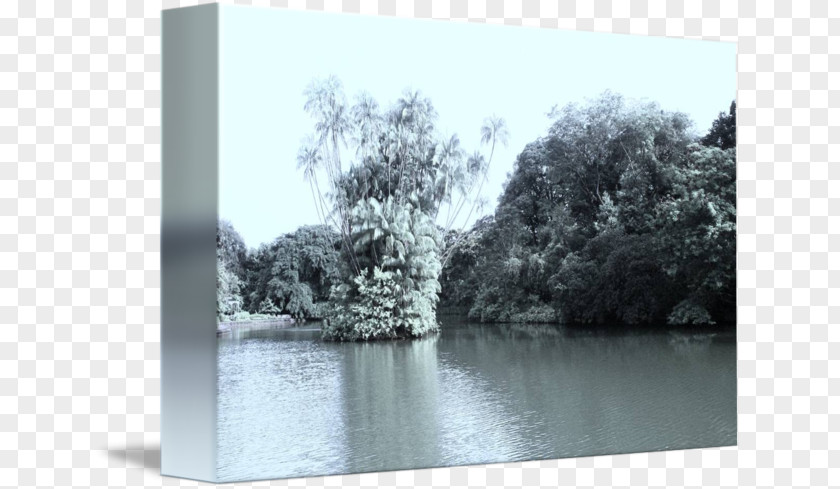 Bank Bayou Water Resources M Tree PNG