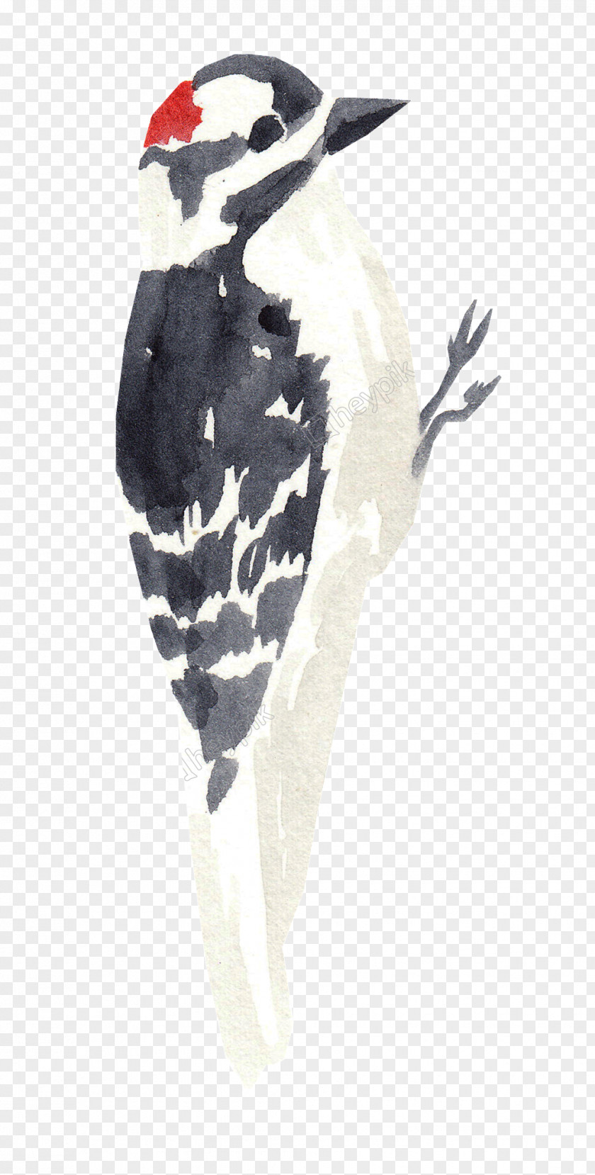 Bird Woodpecker Watercolor Painting Image Penguin PNG