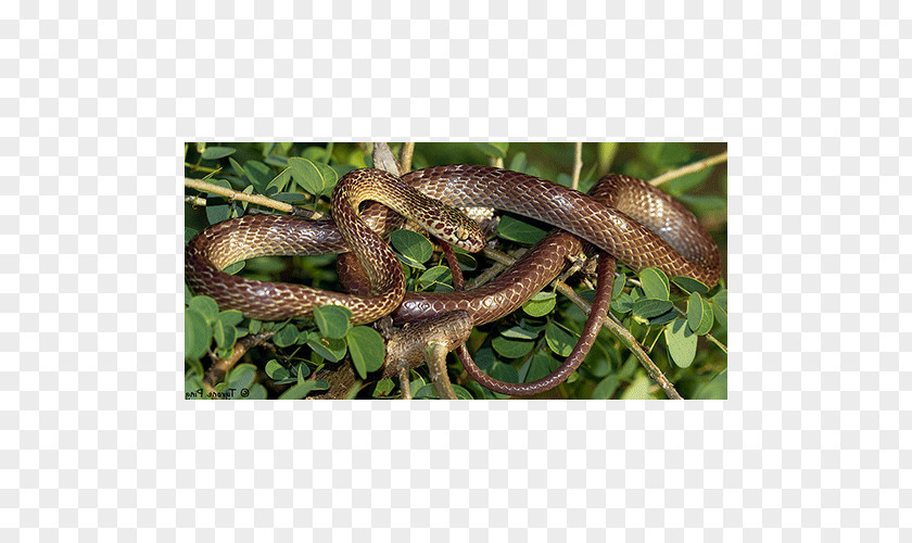 Boa Constrictor Terrestrial Animal PNG