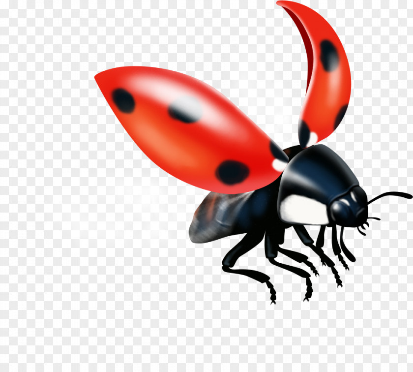 Insect Weevil Pest Lady Bird PNG