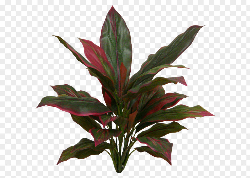 Leaf Ti Plant Stem New Zealand Cabbage Tree Evergreen PNG