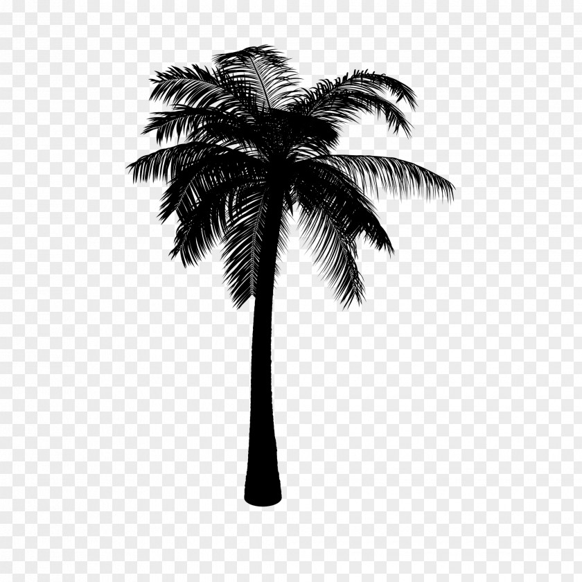 M Date Palm Trees Asian Palmyra Coconut Black & White PNG