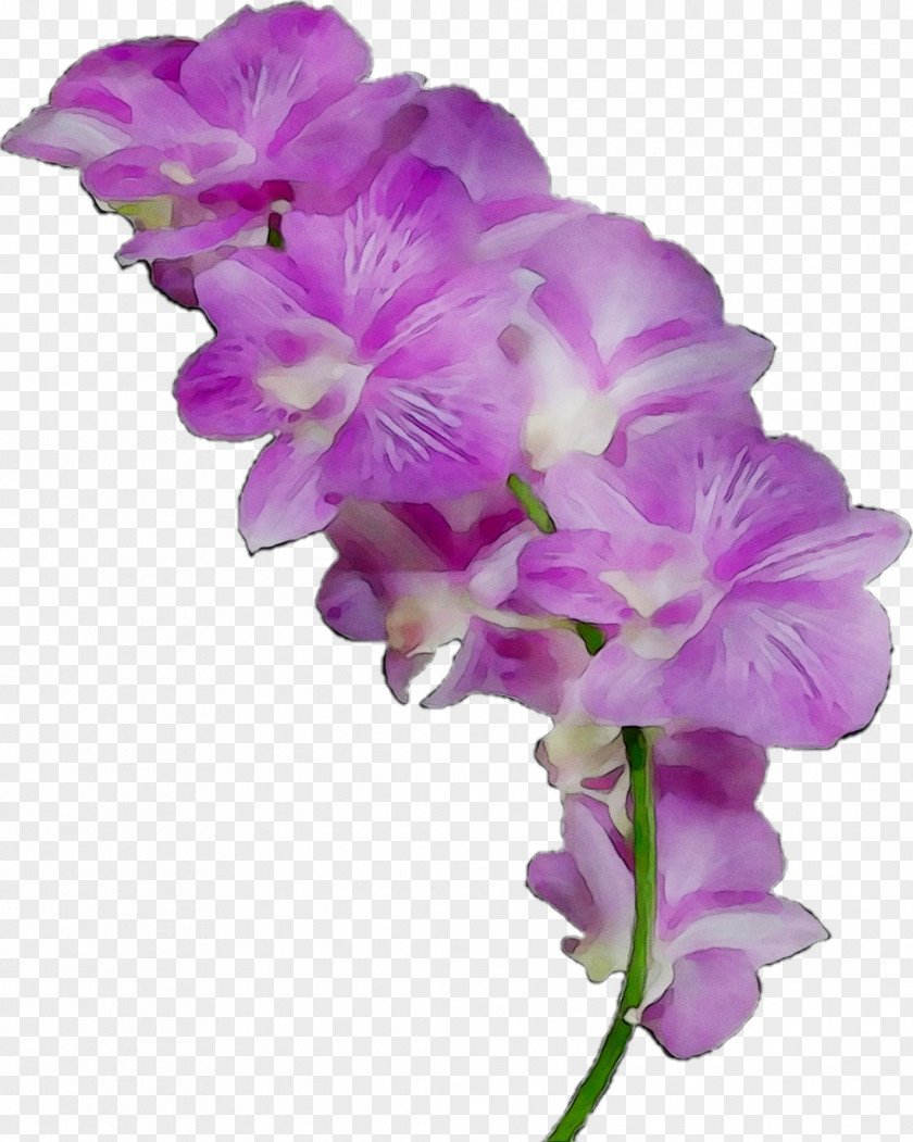 Moth Orchids Cut Flowers Cattleya Gladiolus PNG