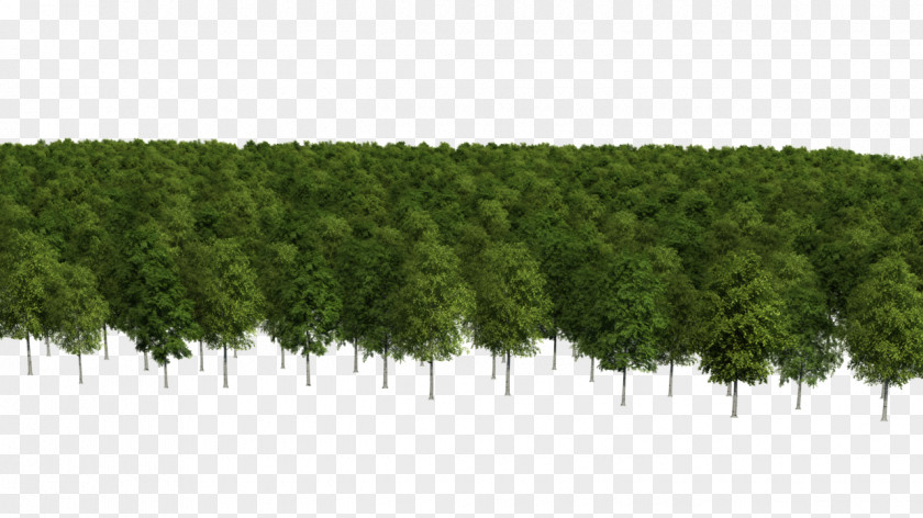 This Exquisite Forest Conifers Biome Vegetation Evergreen Shrub PNG