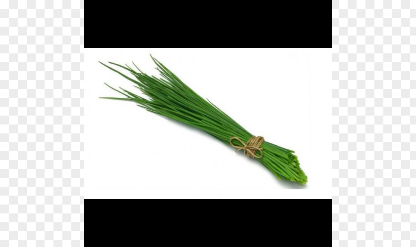 Toga Chives Herb Onion Basil Scallion PNG