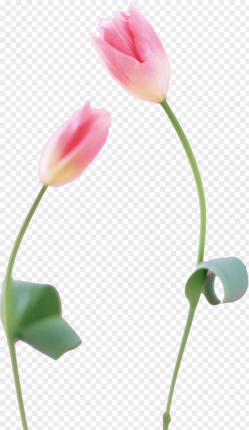 Tulip Photography Flower Petal Plant Stem PNG