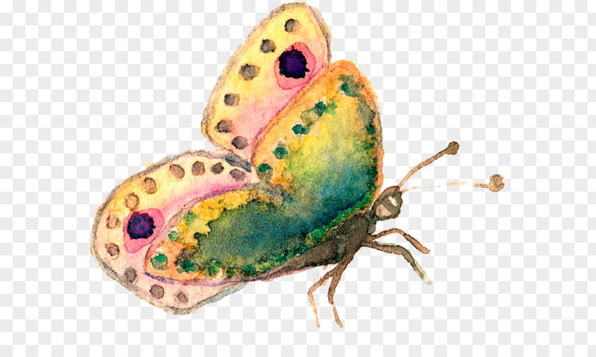 Watercolor Butterfly Carolynns Reflexology Moth Image Illustration PNG