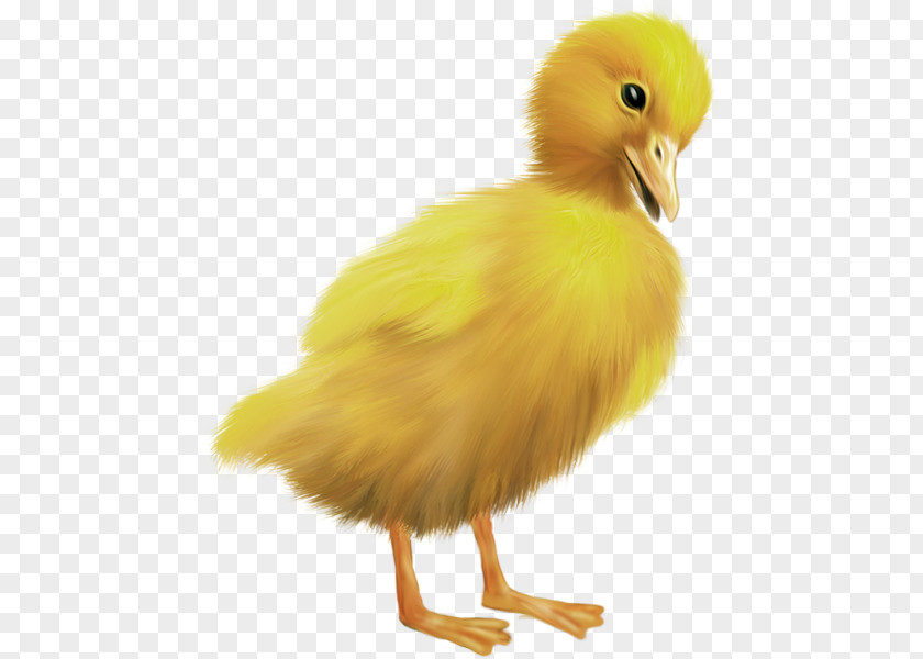 Easter Chicks Duck Feather Beak Chicken As Food PNG