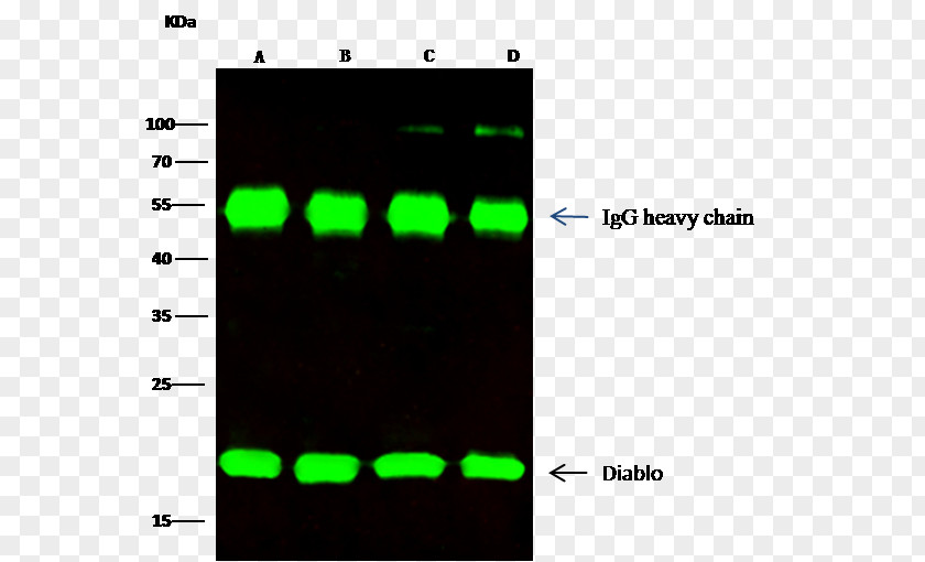 Human Antimouse Antibody Monoclonal Immunoglobulin Light Chain Heavy Heavy-chain PNG