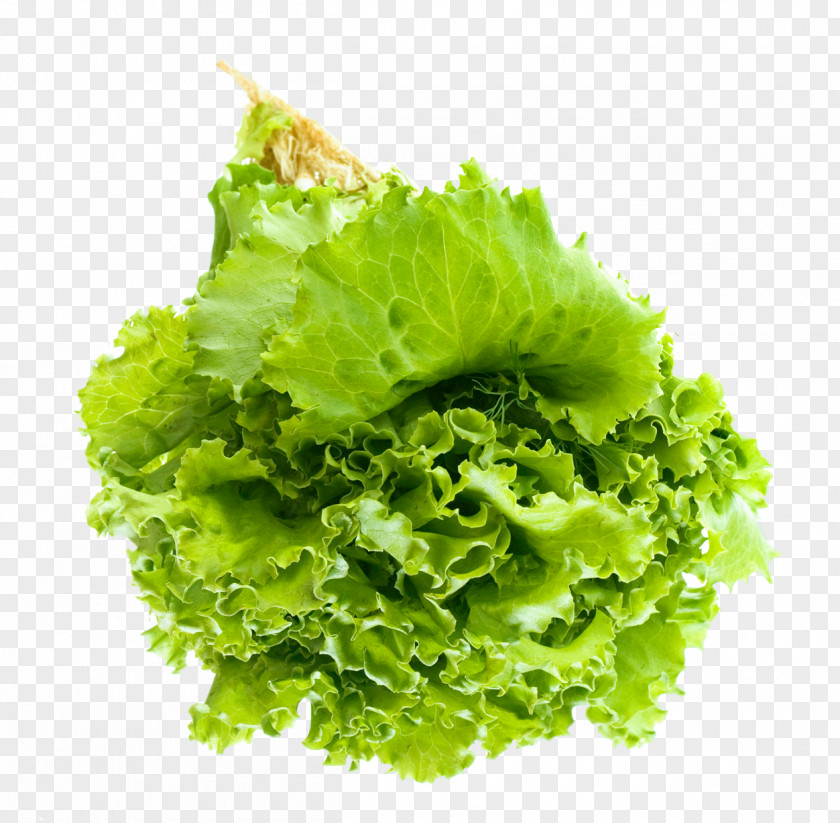 Salad Leaf Vegetable Lettuce Clip Art PNG