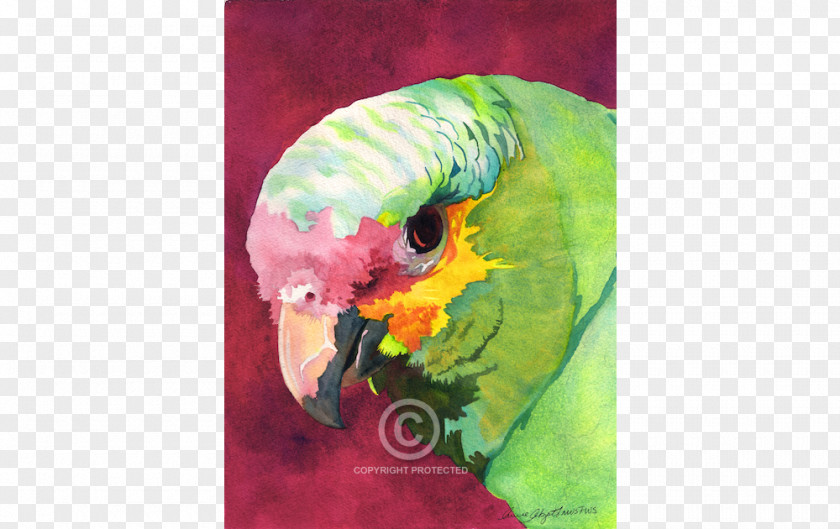 Watercolor Bird Canada Florida New York Parrot Parakeet PNG