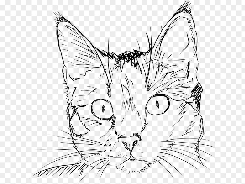 Cat Kitten Drawing Illustration PNG