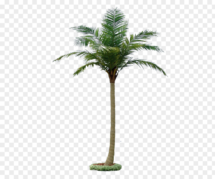 Coconut Tree Roystonea Regia Hyophorbe Lagenicaulis Taobao PNG