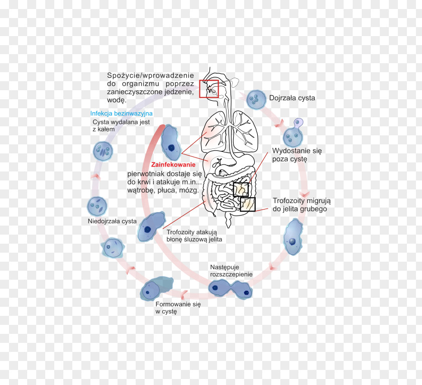 Amoeba Entamoeba Histolytica Trophozoite Amoebiasis Cyst Biological Life Cycle PNG