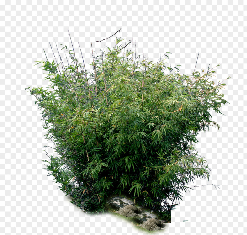 Bamboo Tree Plant PNG