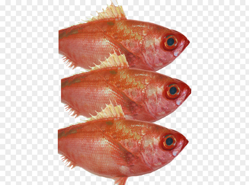 Fish Fillet Northern Red Snapper Products Oily PNG