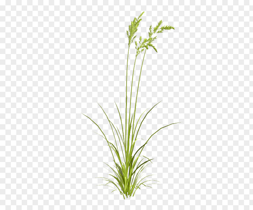Grass Grasses Watercolor Painting PNG