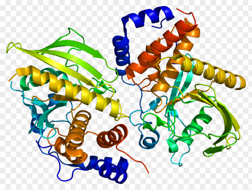 PTPN9 Protein Tyrosine Phosphatase PTPN14 Human PNG