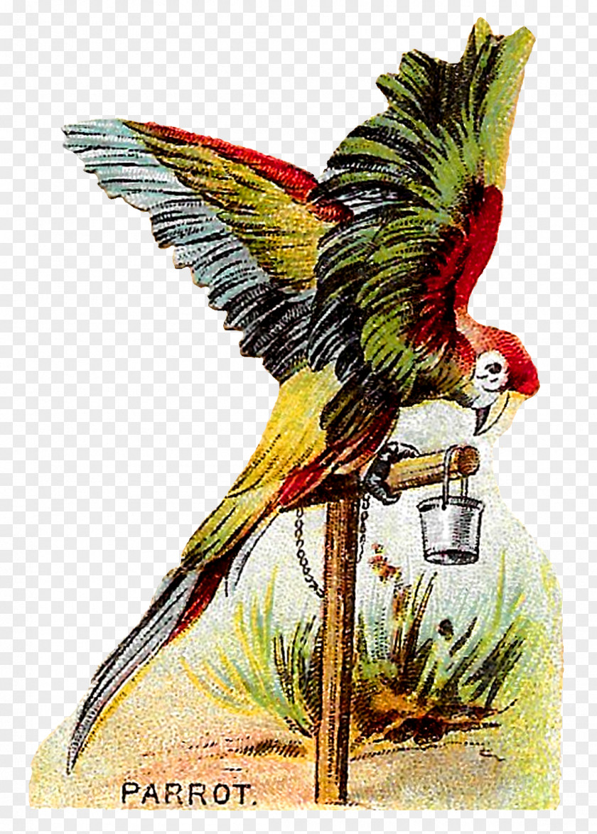 Bird Macaw PNG