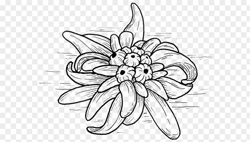 Design Floral Drawing Monochrome PNG