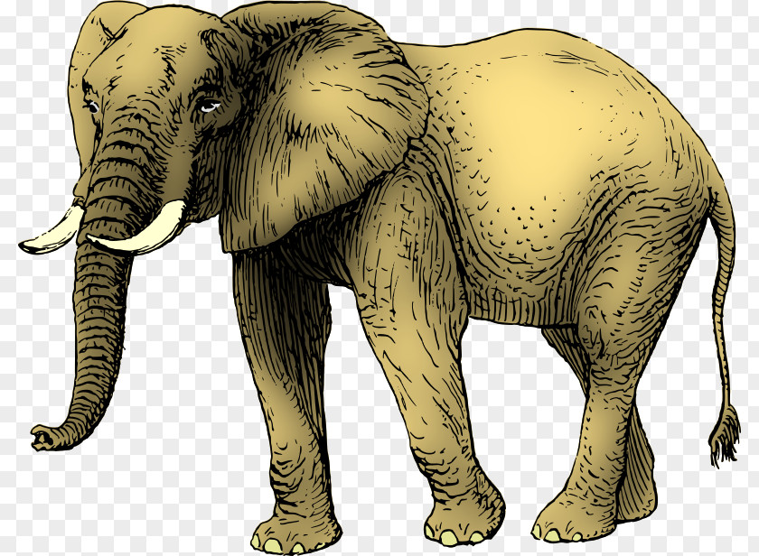 Elephant Asian African Drawing Clip Art PNG