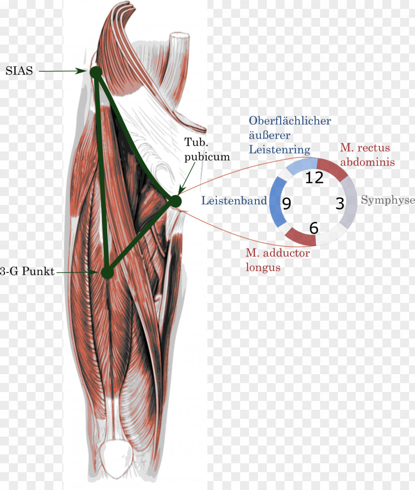 Kante Groin Pain Adduktor Inguinal Ligament Pubis PNG