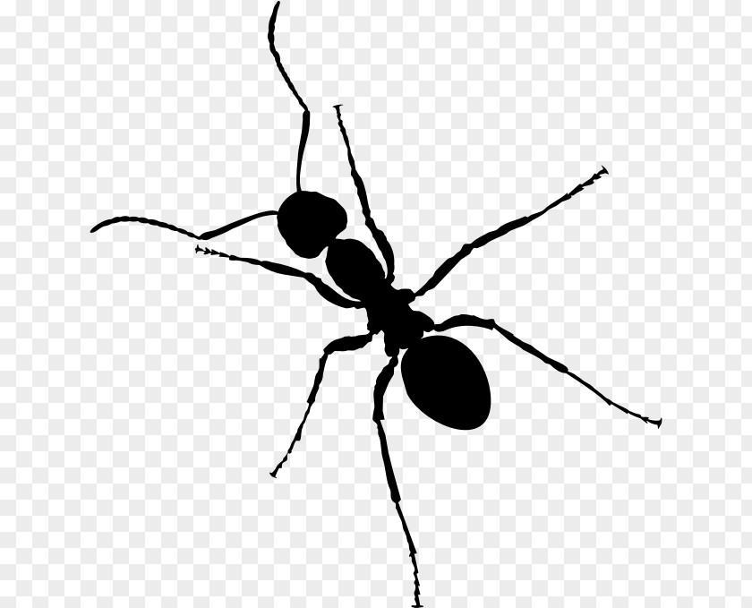 Membranewinged Insect Pest Ant Cartoon PNG