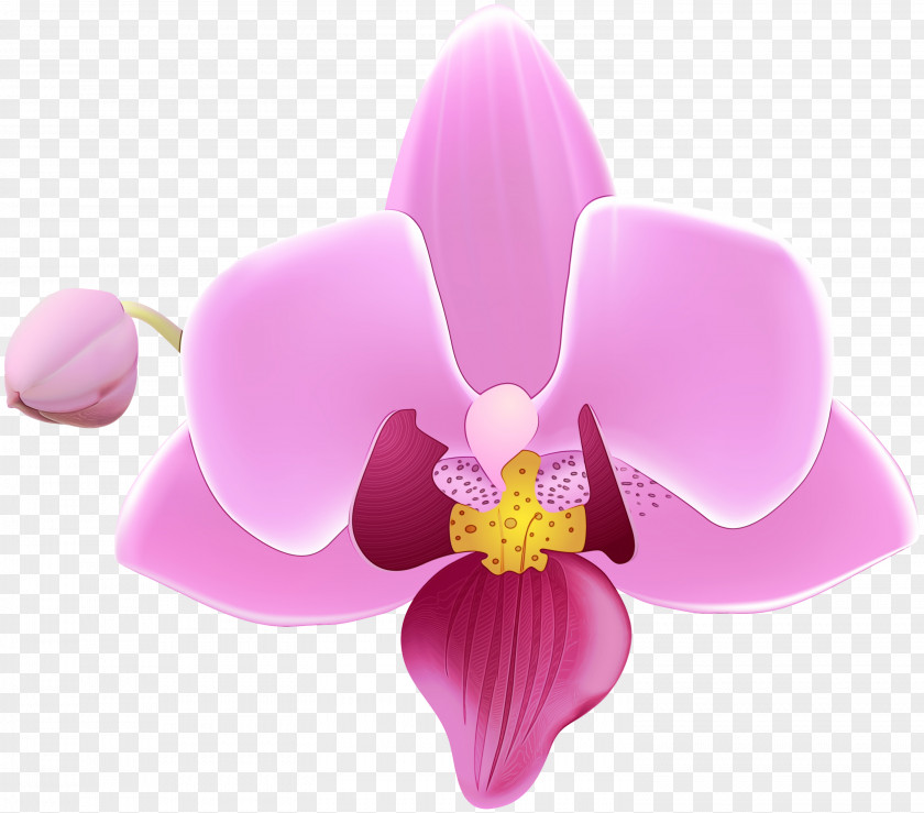 Orchid Purple Flowering Plant Flower Petal Pink Moth PNG