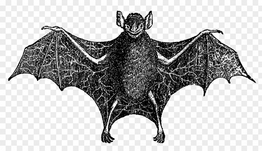 Vampire Bat Digital Image Clip Art PNG