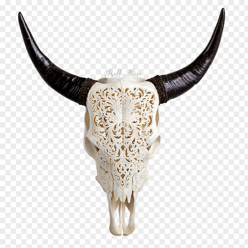Animal Skull Texas Longhorn Skulls English PNG