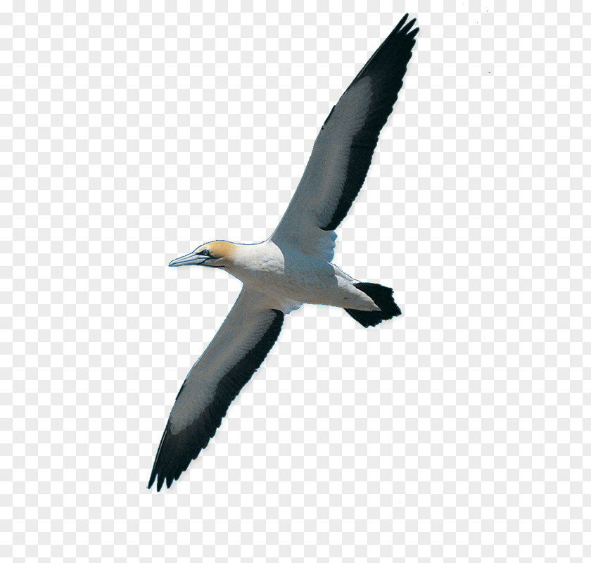 Bird Rock Dove Homing Pigeon Swan Goose Cat PNG