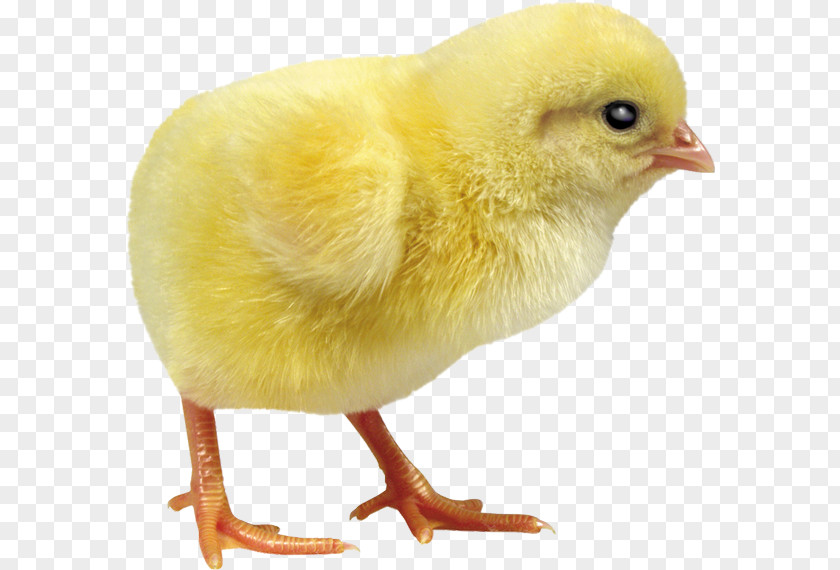 Chicken Incubator Debeaking Duck Egg Incubation PNG