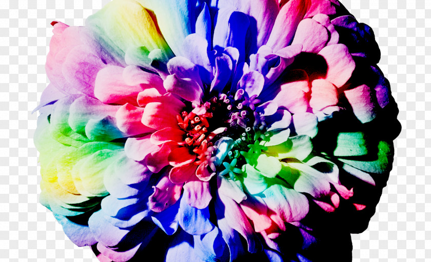 Creative Flowers Cut Floral Design Floristry Mindfulness PNG