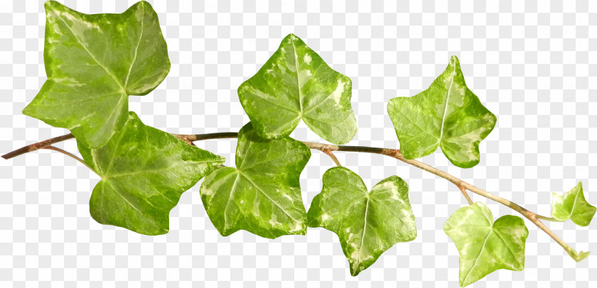 Ivy Leaf Plant Stem Clip Art PNG