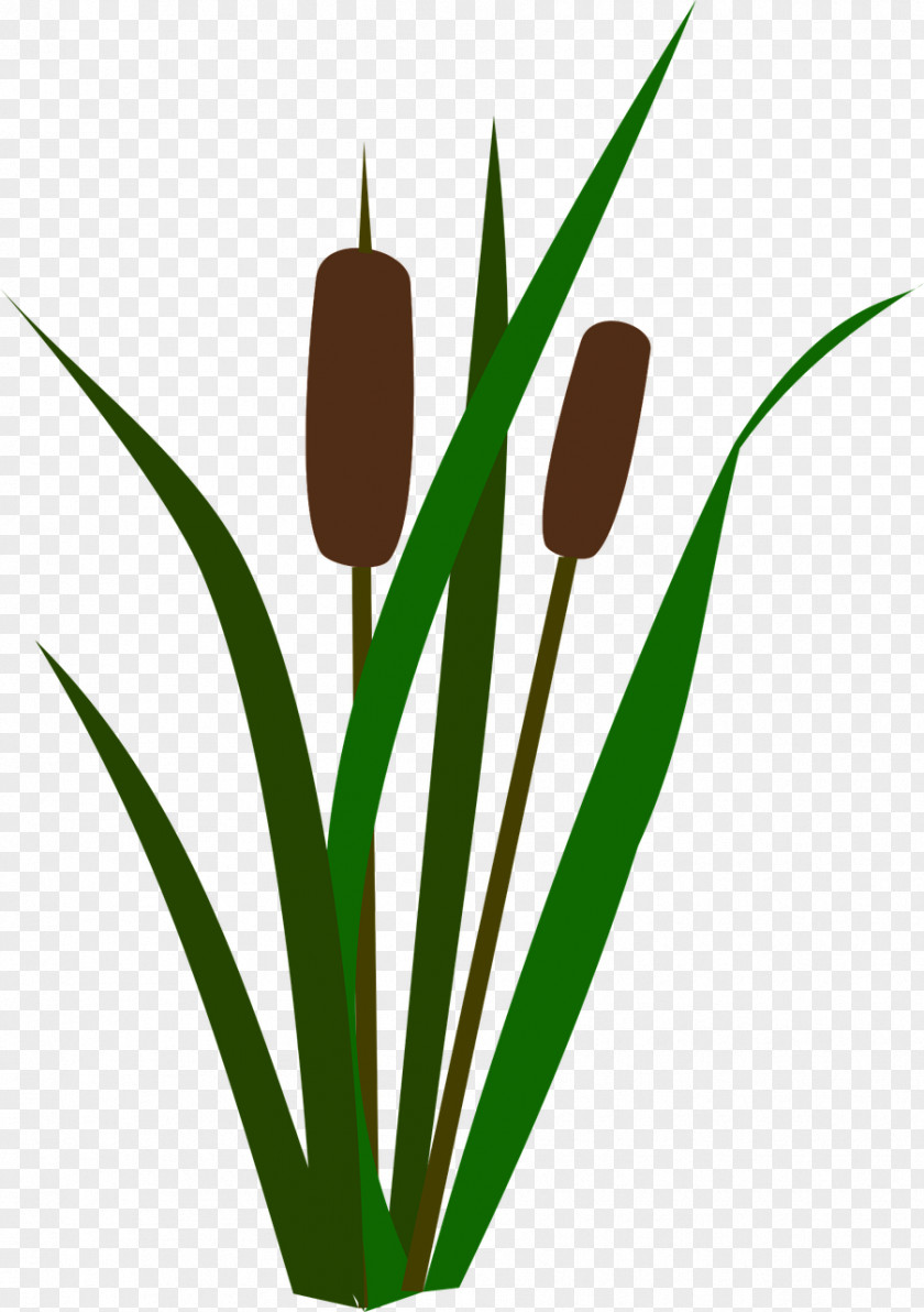 Lily Family Plant Stem Flower Cartoon PNG