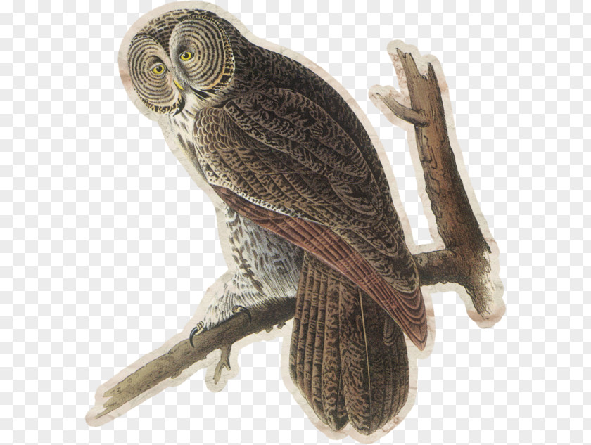 Owl Great Grey Bird Tawny Barred PNG
