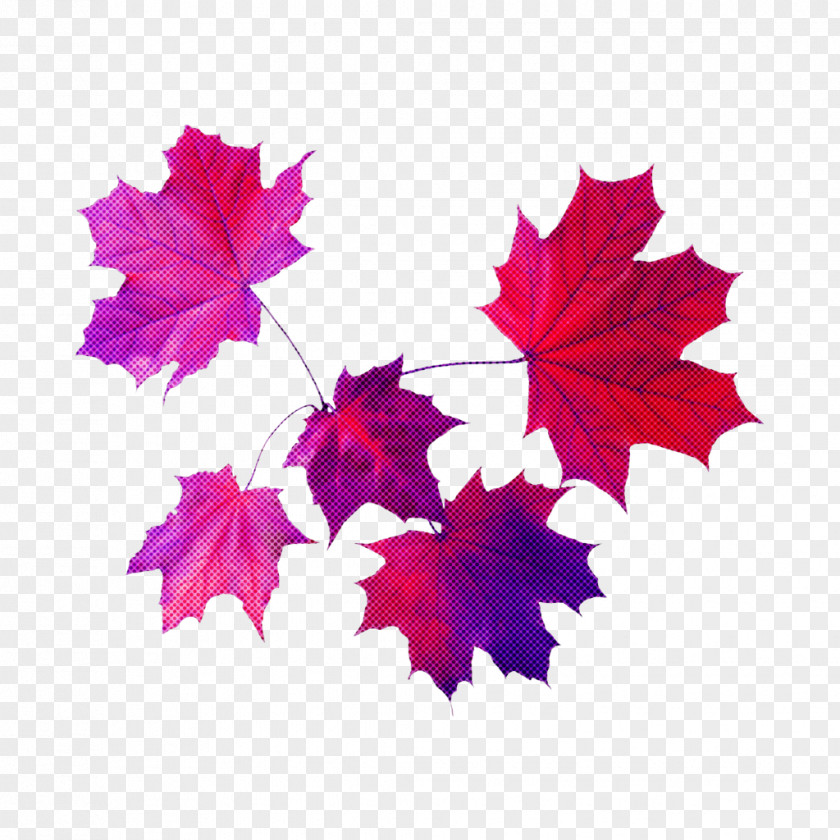 Plane Maple Leaf PNG