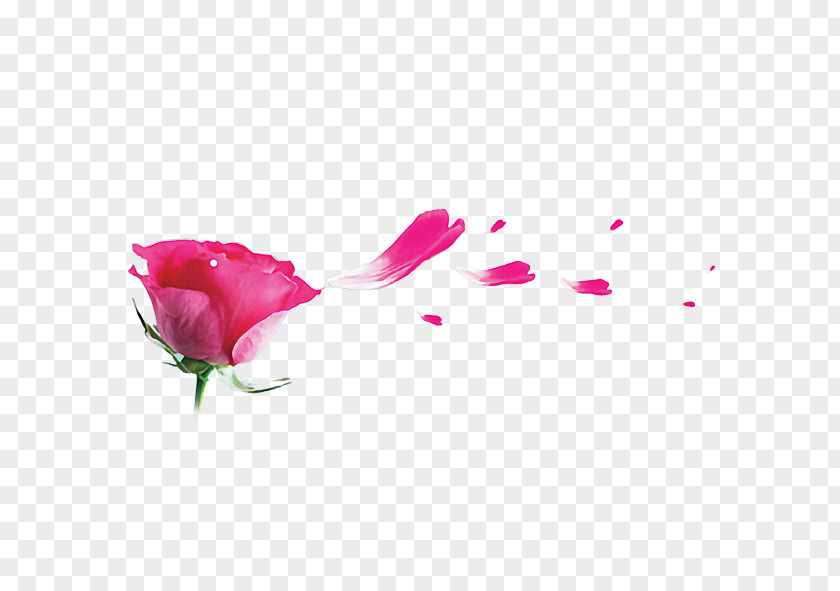 Rose Petal Garden Roses Beach Pink PNG