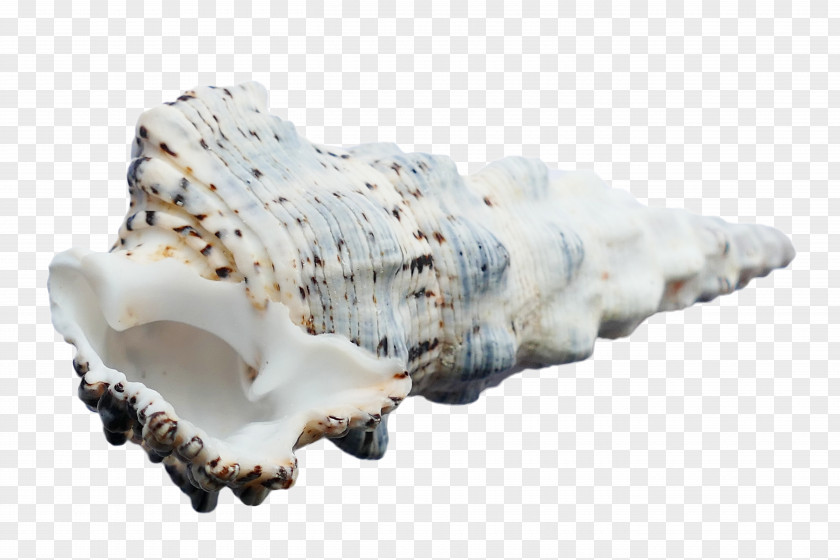 Big Conch Seashell Mollusc Shell Sea Snail Conchology PNG