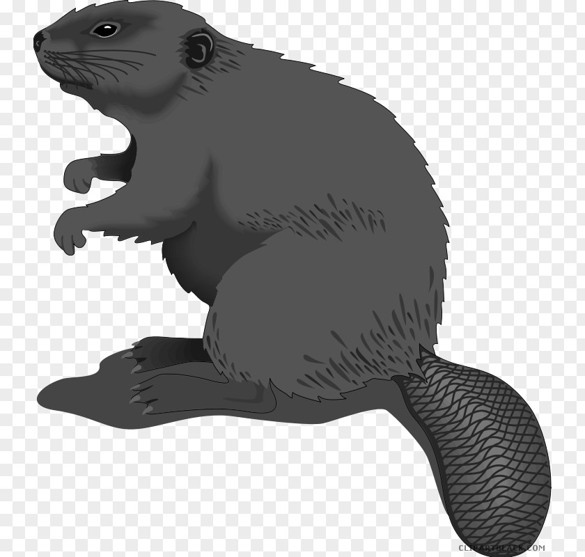 Brown Beaver Clip Art Free Content Vector Graphics Openclipart American PNG