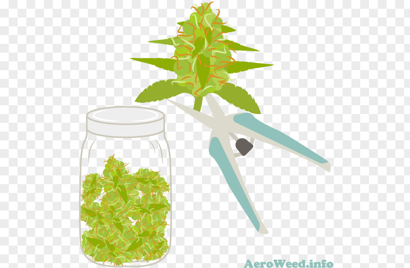 Cannabis Trichomes Harvest Plants Leaf Nutrient PNG