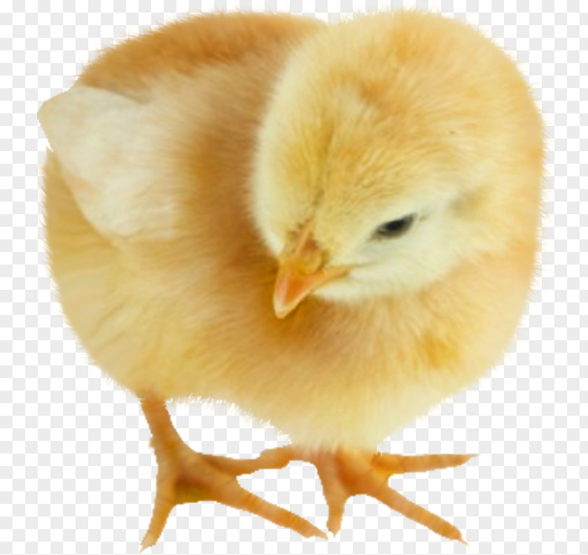 Chickens Chicken Animal Drawing PNG