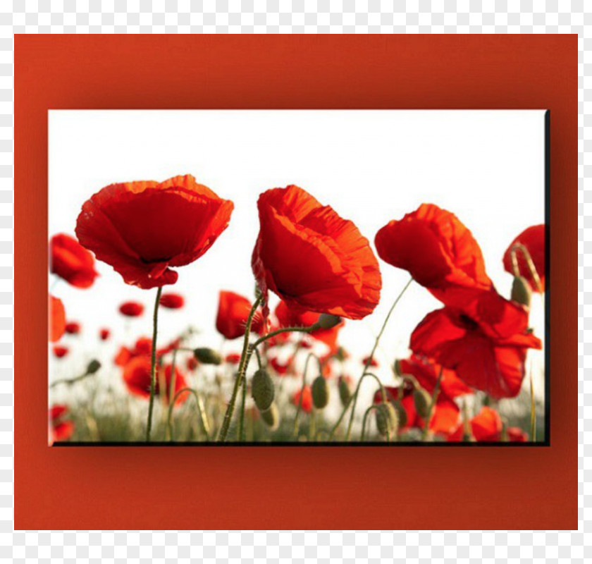 Flower Poppy Fototapeta Wallpaper Flour PNG