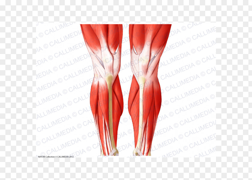 Knee Biceps Femoris Muscle Crus Patella PNG