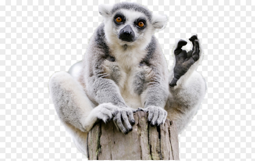 Monkey Lemuridae Ring-tailed Lemur Lemurs Madagascar PNG